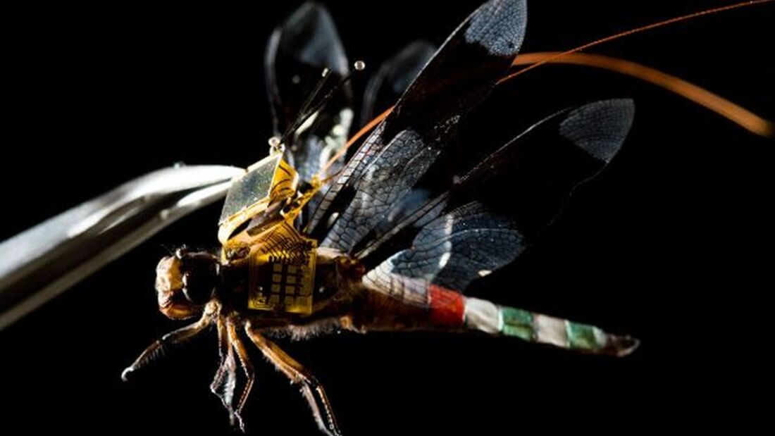 Libelle mit Chip-Rucksack fliegt als Drohne