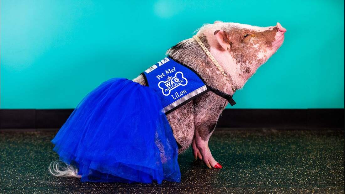 Streichelschwein am Flughafen San Francisco